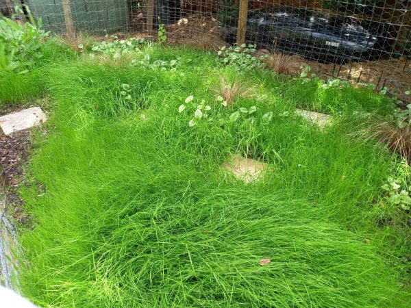 Soft Grasses and Clover Mix 23 buy Soft Grasses and Clover Mix seeds for tortoises online