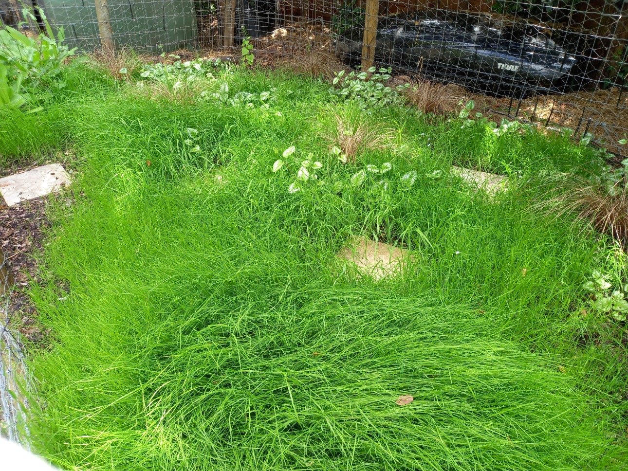 Grass and Clover Seeds for Tortoises Hever Tortoise World