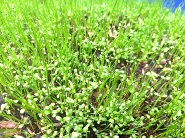 Soft Grasses and Clover Mix 32 Soft Grasses and Clover Mix to buy online uk