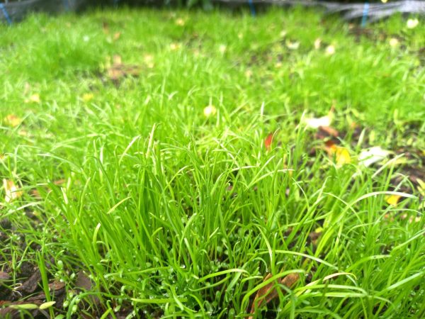Soft Grasses and Clover Mix42 Soft Grasses and Clover Mix to buy online at hever tortoise world