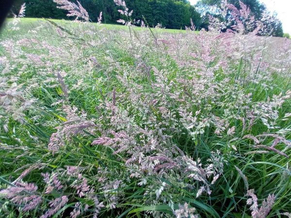 Where to buy Agrobs Pre Alpin Testudo Fibre for tortoises