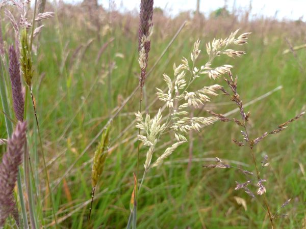 buy grass seeds for tortoises online