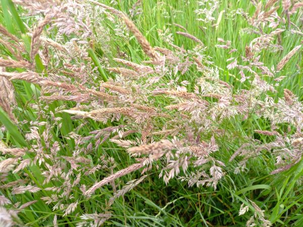 Meadow fescue, timothy and clover grass seeds for tortoises to purchase online uk