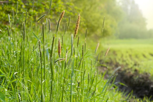 Soft grasses and clover seeds for tortoises buy soft grasses and clover seeds for tortoises online