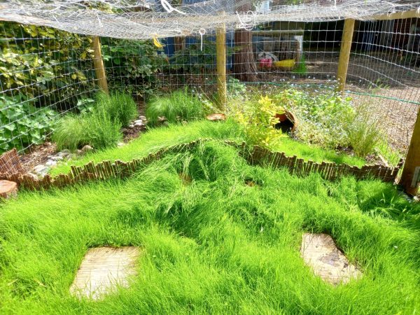 buy timothy grass and clover seeds for tortoises online at Hever Tortoise World