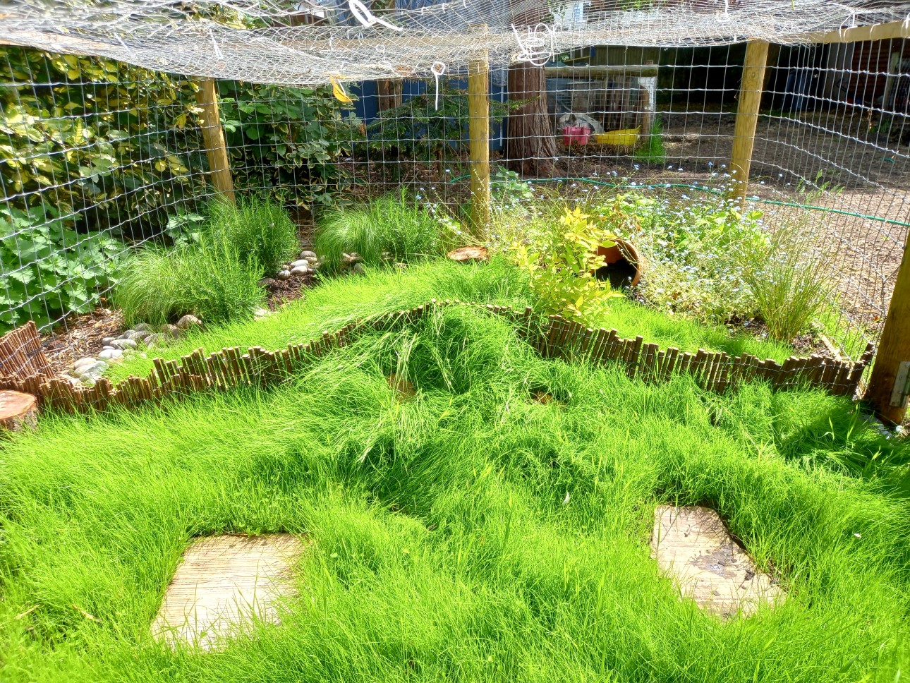 Grass Seeds for Tortoises Hever Tortoise World