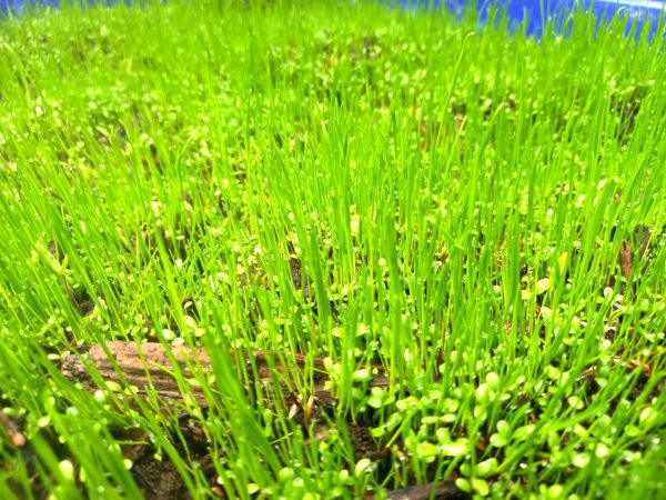 Buy grass seeds for tortoises at Hever Tortoise world