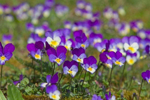 organic viola tricolor plants for tortoises