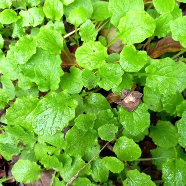 Organic Nipplewort Plants for Tortoises