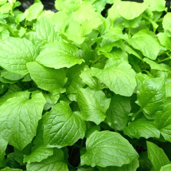 Organic Nipplewort Plants for Tortoises at Hever Tortoise World