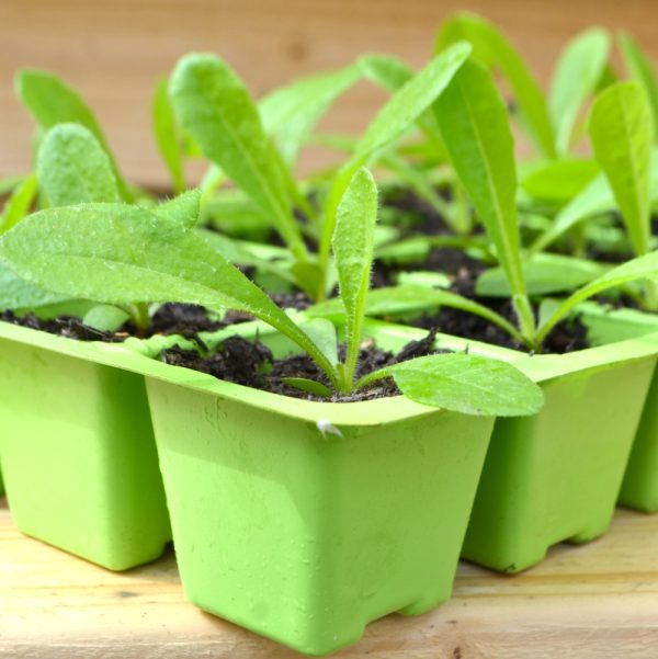 Organic Bristly Ox tongue plug plants for sale online