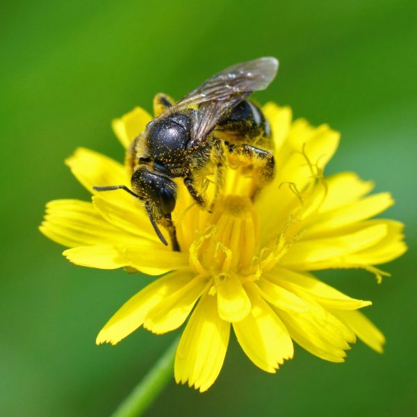 Cats ear live plant for tortoises organic cats ear plug plants for tortoise online