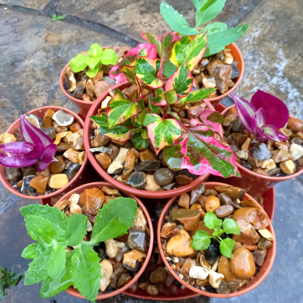 Tortoise Shell Rabbit Kits Grow Your Own Tortoise Food 100 Complete Mix Rabbit Food Seeds Tortoise ...