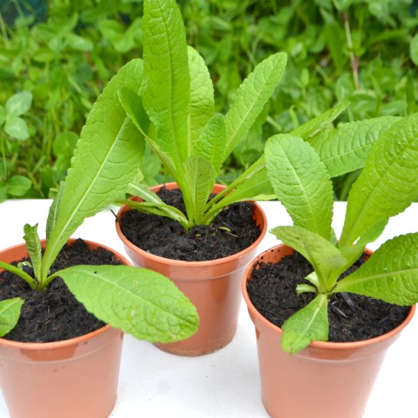 teasel plants for tortoises online uk