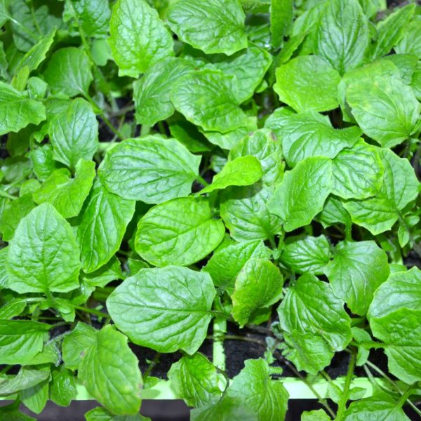 Organic young nipplewort plants for tortoises