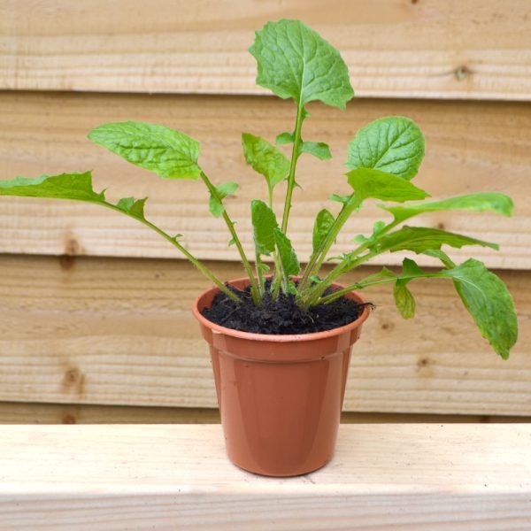 buy Organic nipplewort plant for tortoises at hever tortoise world