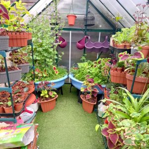 INDOOR ENCLOSURE TORTOISE SAFE PLANTS