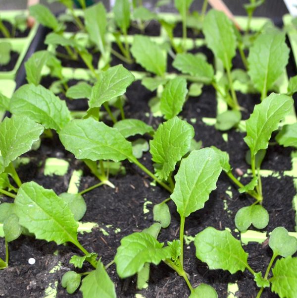buy organic turnip green leaves for tortoises
