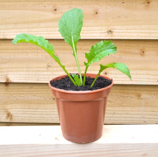 turnip greens live tortoise plants for sale online