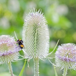 Organic teasel live plants for tortoises online