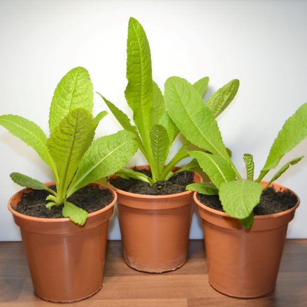 teasel plants for tortoises for sale online