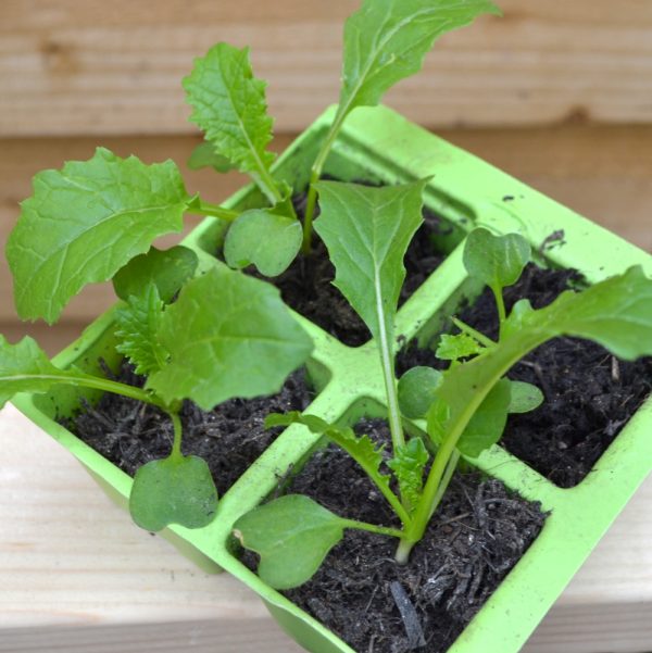 buy Organic turnip leaves for tortoises