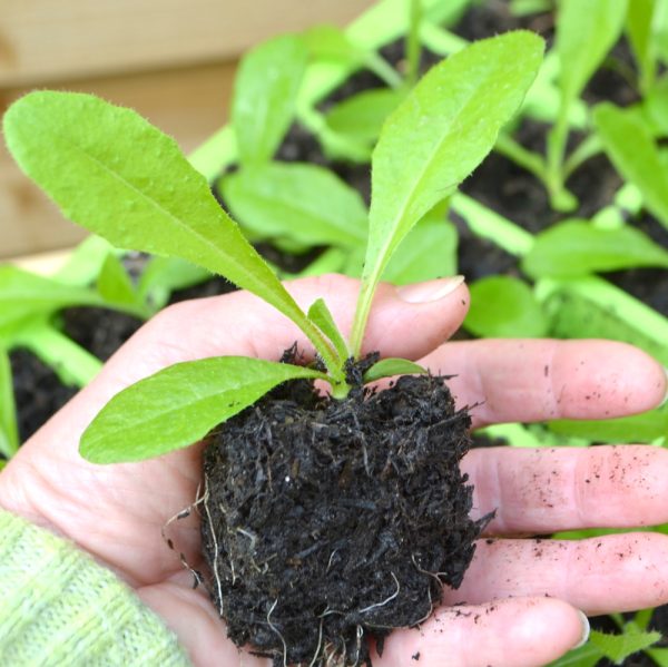 organic bristly ox-tongue plug plants for sale at hever tortoise world