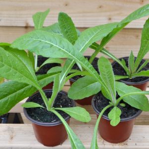 organic bristly ox-tongue plants for tortoises