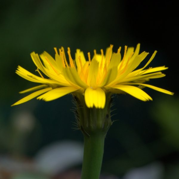 cats ear plants for tortoises at hever tortoise world Organic cats ear plants for tortoises online