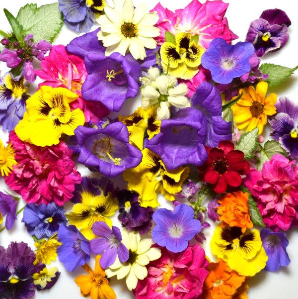 fresh tortoise flowers for sale online