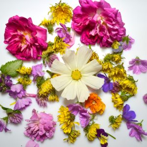 fresh tortoise flowers online at hever tortoise world