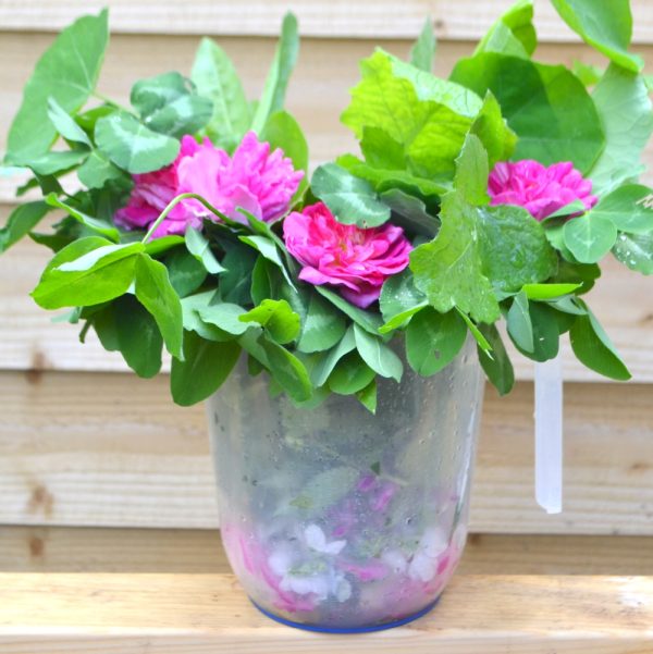 fresh tortoise weeds and flowers for sale online at hever tortoise world