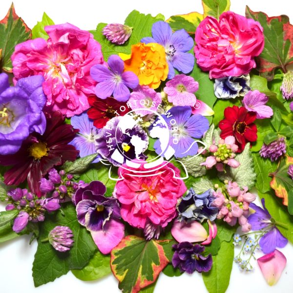 fresh weeds and flowers for tortoises at hever tortoise world