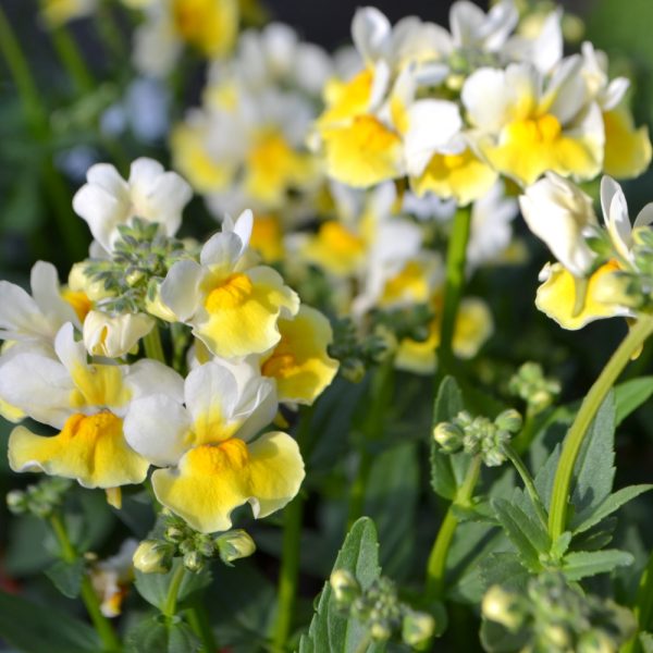nemesia plants tortoise edible