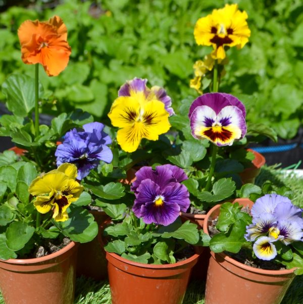 pansies for tortoises pansies for tortoise for sale at hever tortoise world