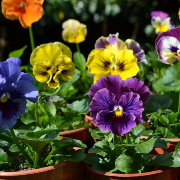 pansy plants for tortoises pansy and viola tortoise plants