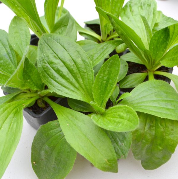 plantain live plants for tortoises plantain live plants for tortoises for sale