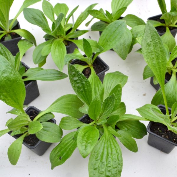 plantain live plants for tortoises for sale at hever tortoise world