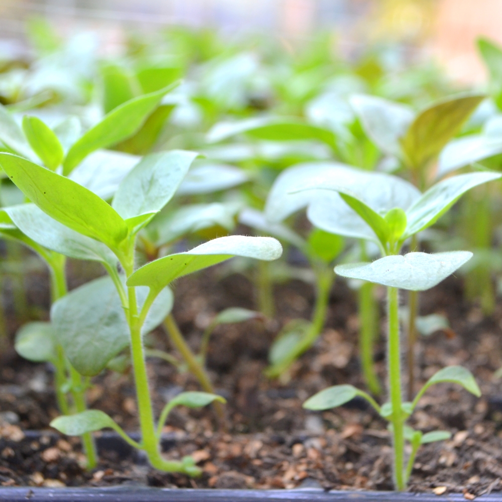 hever tortoise world organic certification with Organic Farmer and Growers