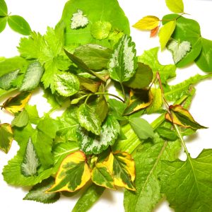 tortoise weeds for sale online at hever tortoise world