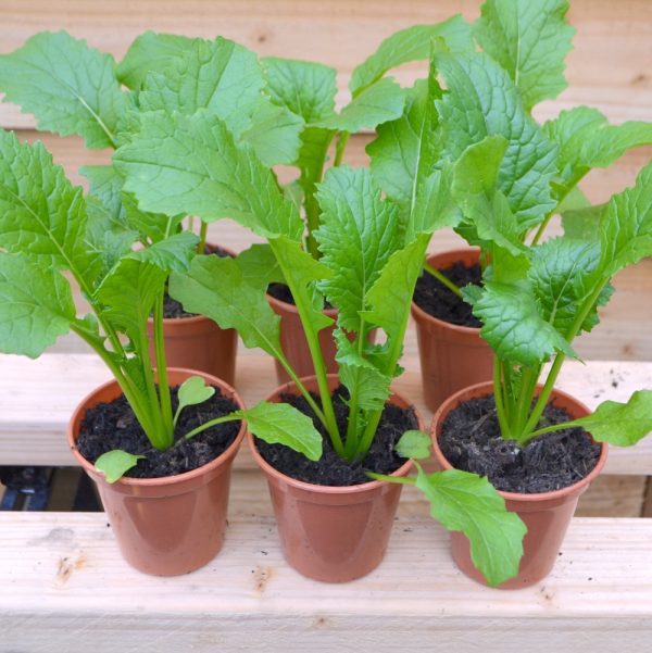 turnip greens live plants for tortoises for sale