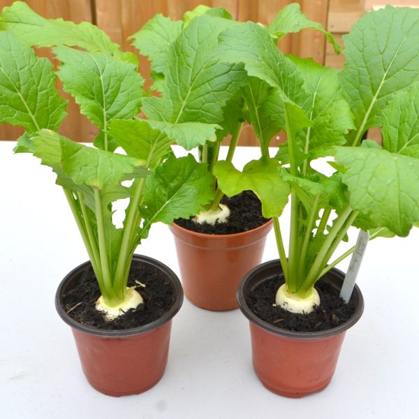 Organic turnip greens for tortoises for sale