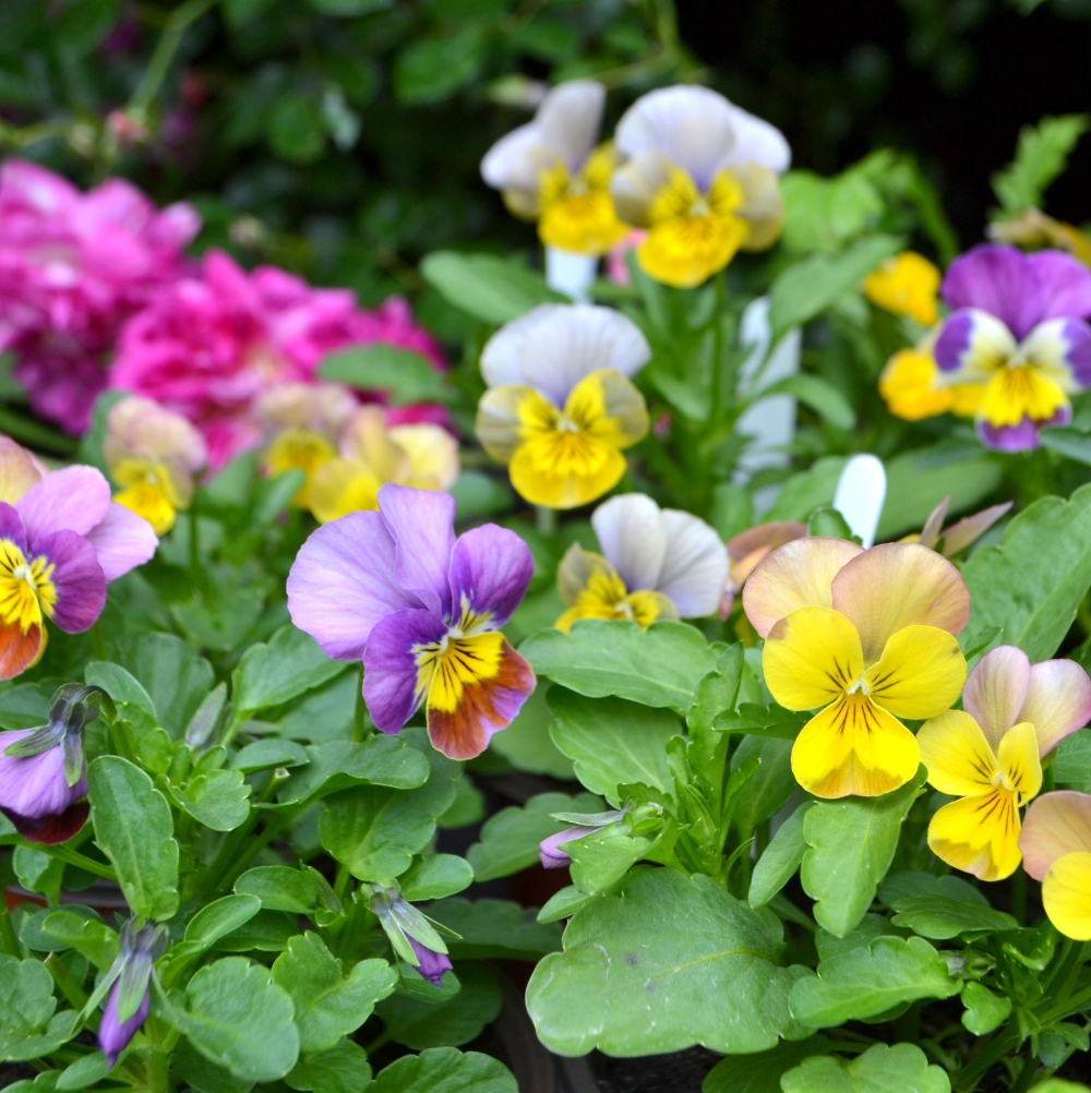 PANSY AND VIOLA TORTOISE PLANTS Hever Tortoise World