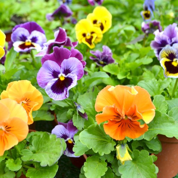 Organically grown Pansy Plants for Tortoises organically grown pansy live plants for tortoises for sale