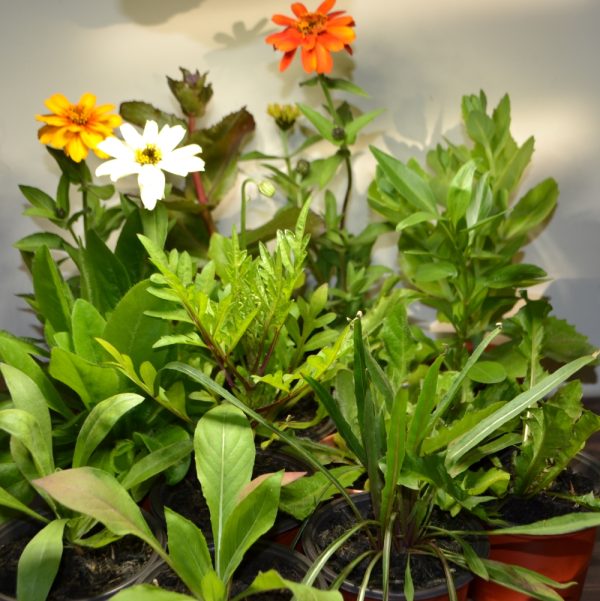 buy tortoise safe potted plants online