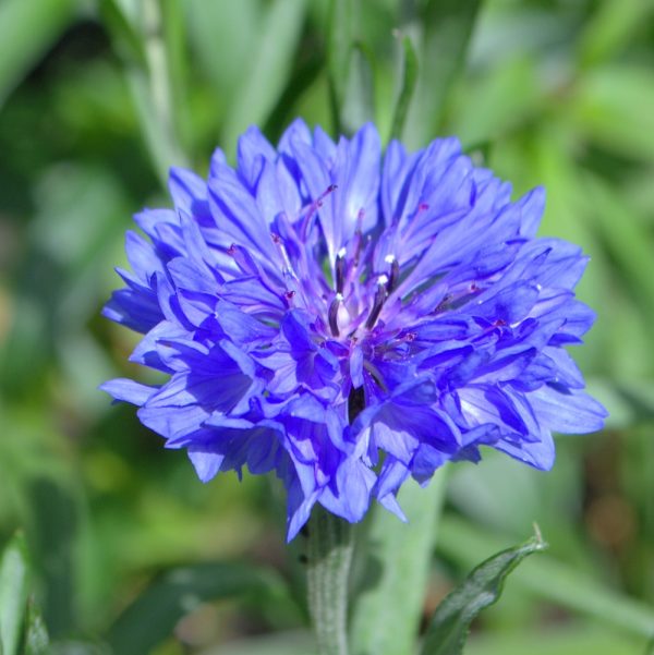 blue cornflowers for tortoises cornflower plants for tortoises online