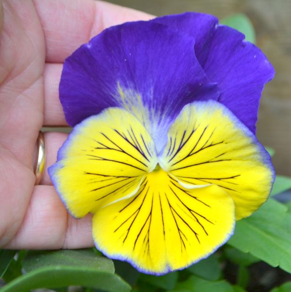 pansy flowers for tortoises pansy flowers for tortoises for sale