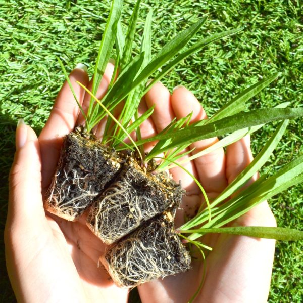 organic ribwort plantain plug plants for sale uk