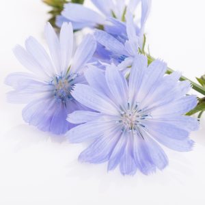 wild chicory plants for tortoises for sale