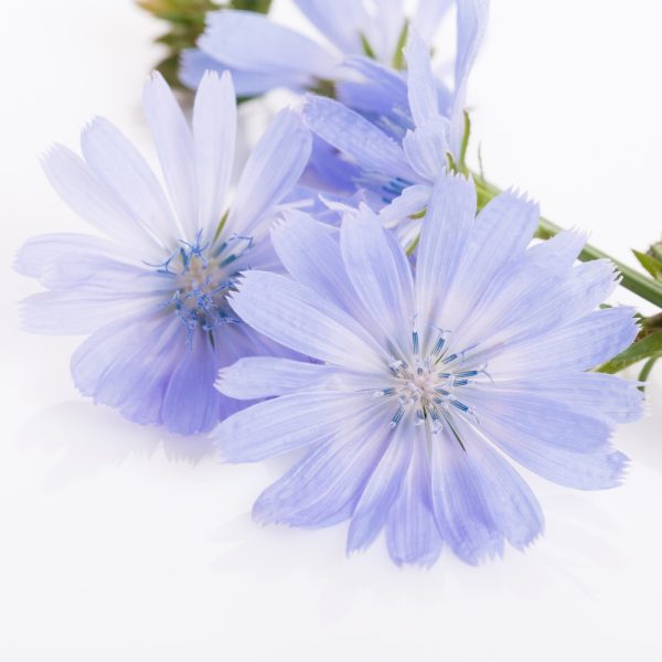 wild chicory plants for tortoises for sale